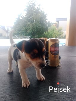 Jack Russell teriér - 2