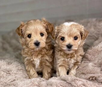Maltipoo - 2