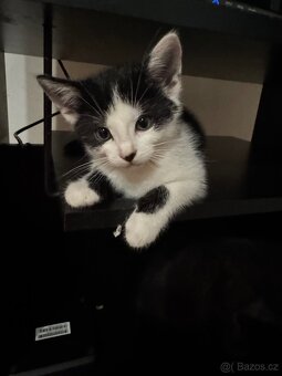 Nabízím koťata - 2