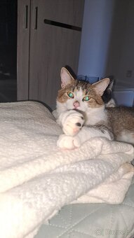 Daruji kocourka a kočičku - 2