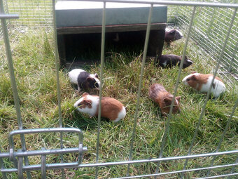 Prodám mláďata Morčat ( Morče Domácí ) - 2