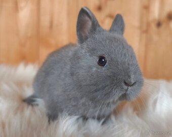 Vánoční nabídka zakrslých králíků - 2