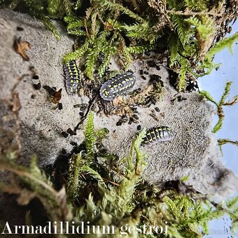 ISOPODY·STÍNKY - Fauna trhy Ostrava 14.12. - 2