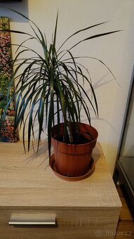 Pokojová rostlina Dracéna - 2