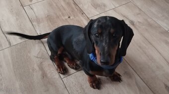 Jezevčík trpasličí - 2