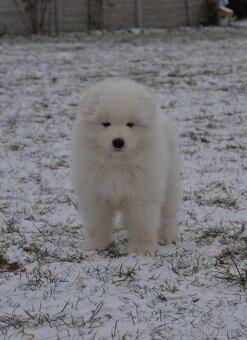 Fenky Samojeda FCI - 2