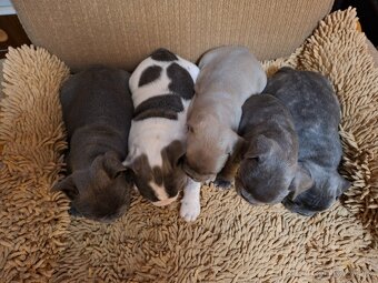 Francouzský buldoček modrý - 2