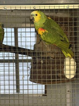 Prodám Amazonana - 2