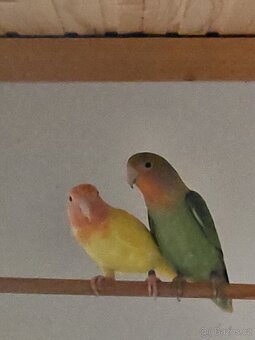 Agapornis růẓ̌ohrdlý - 2