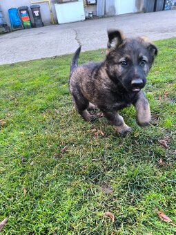 Německý Ovčák-steniatko - 2