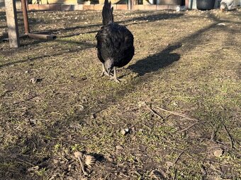 Slepice AYAM CEMANI - 2