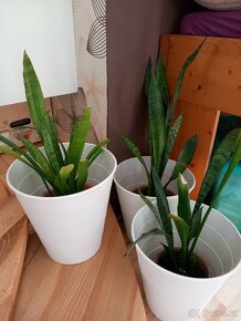 pokojové rostliny - 2