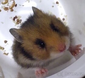 Křeček syrský/zlatý - mláďata - 2