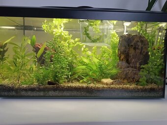 Zajeté akvárium 60l - 2