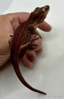 Pagekon hrbolkohlavý - Rhacodactylus auriculatus - 2