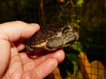 Kajmanka dravá (Chelydra serpentina) - 2