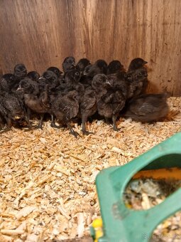 Ayam cemani - násadová vejce - 2