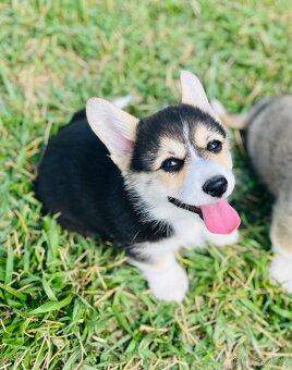 Welsh corgi pembroke s PP (FCI) - 2
