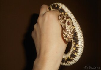 Heterodon - 2