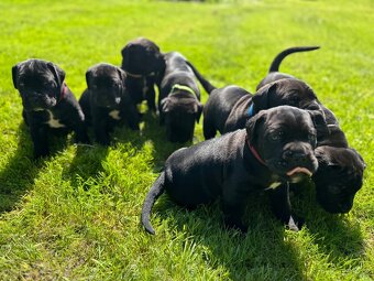 Cane Corso – kluci s PP hledají domov - 2