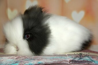 Zakrslý teddy _ samička TASHA s VP (doprava po ČR zajištěna) - 2