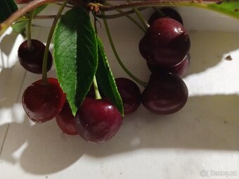 Třešně - 2
