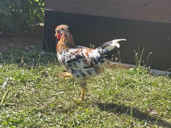 Kohouti - švédská květina chocholatá - 2