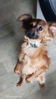 Ruský toy -PP FCI - 2