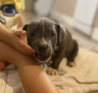 Americký stafordšírský teriér - 2