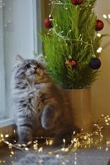 Sibiřská kočka s PP - 2