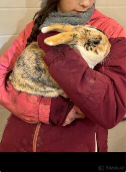 Zakrslý králíček beránek - 2