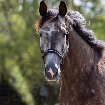 westfálský valach - 2