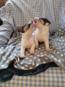 Jack Russell teriér - 2