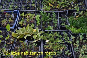 Trvalky, okrasné rostliny - 2