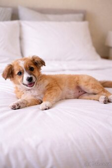 Sheltie - Sheltie - 2