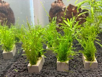 Mech v cihličkách - 2