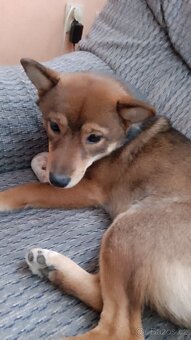 Fena shiba inu - 2