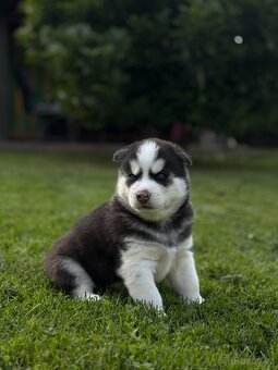 SIBIŘSKÝ HUSKY - 2