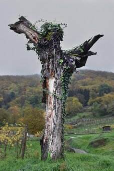 Hedera helix brectan zeleny i panosovany list - 2