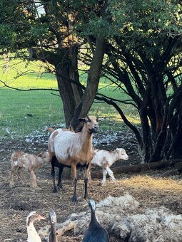 Kamerunské ovce - 2