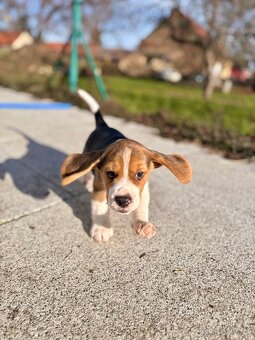 štěňata bígla s PP - 2