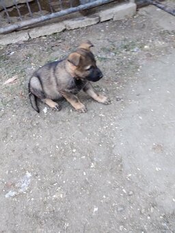 Německý ovčák - 2