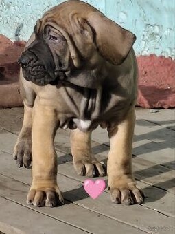 Brazilská fila s PP - 2