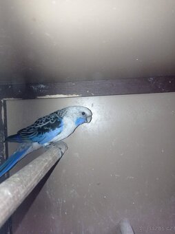 rosela penant  modrá - 2