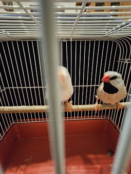 Pásovník dlouhoocasý - 2