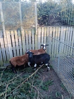 Kamerunská ovce - 2