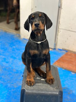Doberman šteňa s FCI pôvodom - 2