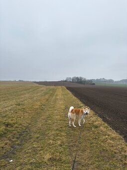 Pes akita inu ke krytí - 2