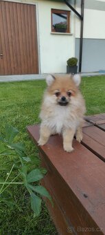 Špic pomeranian s pp - 2