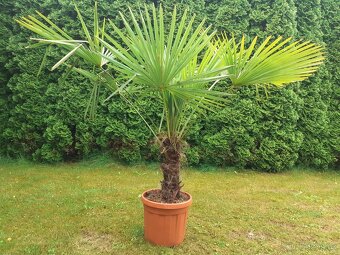 Palma Trachycarpus fortunei - 2
